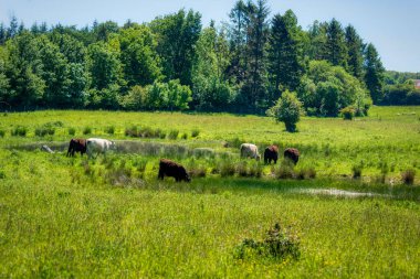 Almanya 'nın kuzeyinde Schleswig-Holstein eyâletinde, Kaltenhofer Moor' da Galloway sığırları güder.
