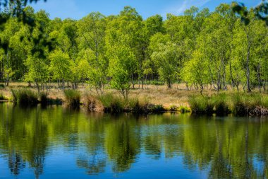 Almanya 'nın kuzeyinde Schleswig-Holstein eyâletinde, Kaltenhofer Mağribi' nde doğa