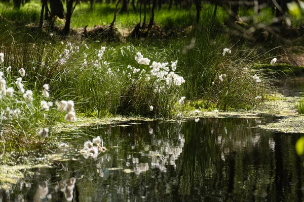 Natura Wrzosowisku Kaltenhofer Szlezwiku Holsztynie Niemczech — Zdjęcie stockowe