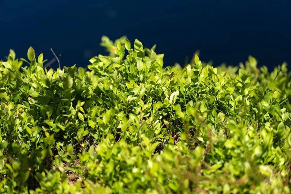 Naturen Kaltenhofer Moor Schleswig Holstein Tyskland — Stockfoto