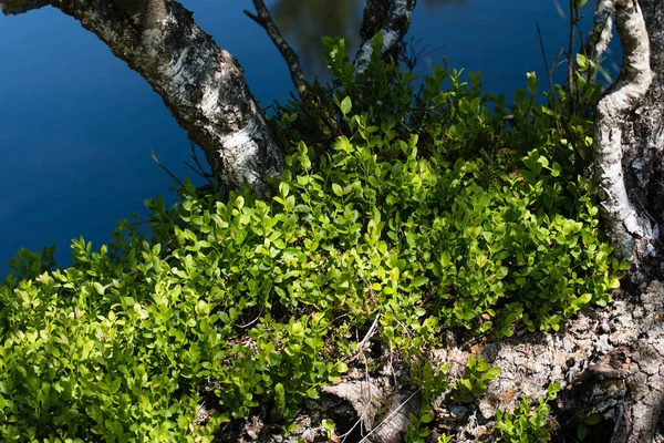 Natura Nel Kaltenhofer Moor Nello Schleswig Holstein Germania — Foto Stock