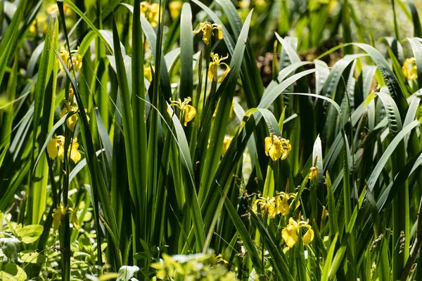 Naturen Kaltenhofer Moor Schleswig Holstein Tyskland — Stockfoto