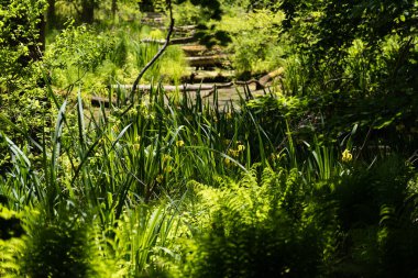 Almanya 'nın kuzeyinde Schleswig-Holstein eyâletinde, Kaltenhofer Mağribi' nde doğa