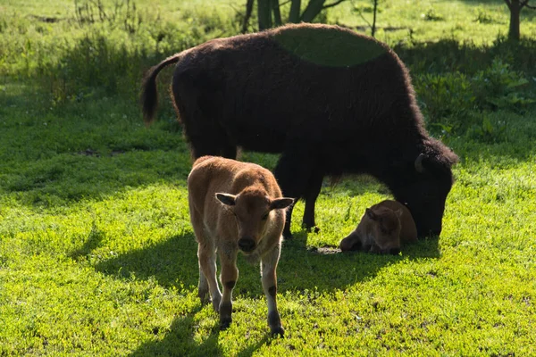 Família Bison Recinto Animais Kiel — Fotografia de Stock