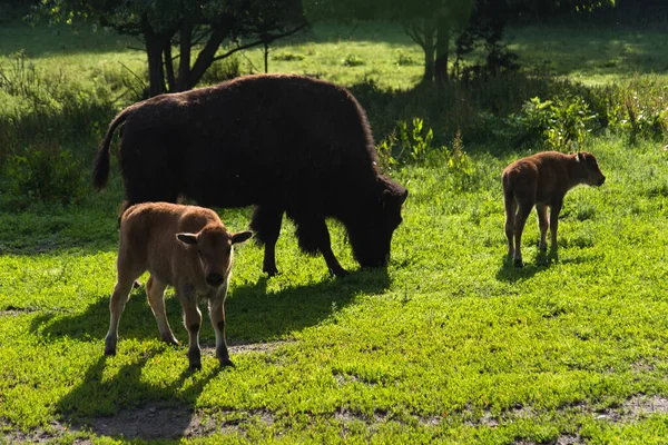 Bison Familie Dierenverblijven Kiel — Stockfoto