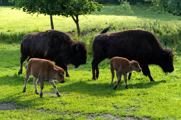Familia Bisontes Recinto Animales Kiel — Foto de Stock