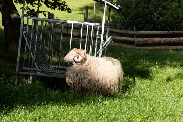 Heidschnucke Sleeswijk Holstein Duitsland — Stockfoto