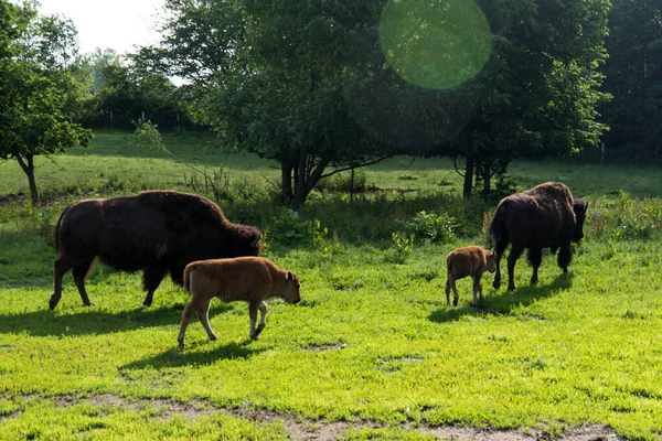 Bisonfamilie Kieler Tiergehege — Stockfoto