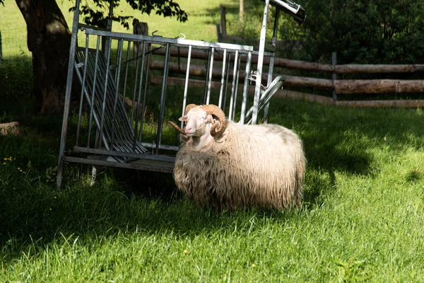 Heidschnucke Sleeswijk Holstein Duitsland — Stockfoto