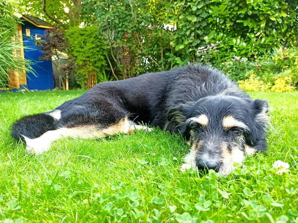 Ein Alter Hund Liegt Garten — Stockfoto