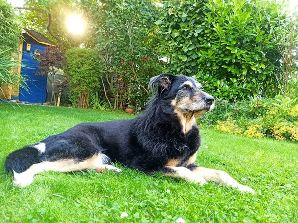 Cão Velho Deitado Jardim — Fotografia de Stock