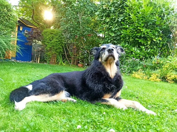 Old Dog Lying Garden — Stock Photo, Image