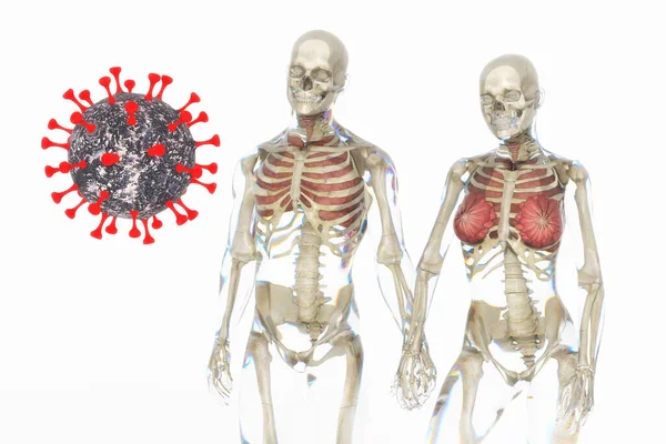 Artistieke Illustratie Van Een Menselijk Anatomisch Paar Met Corona Virus — Stockfoto