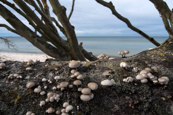 Champignons Arboricoles Sur Une Souche Arbre Sur Côte Darss Allemagne — Photo