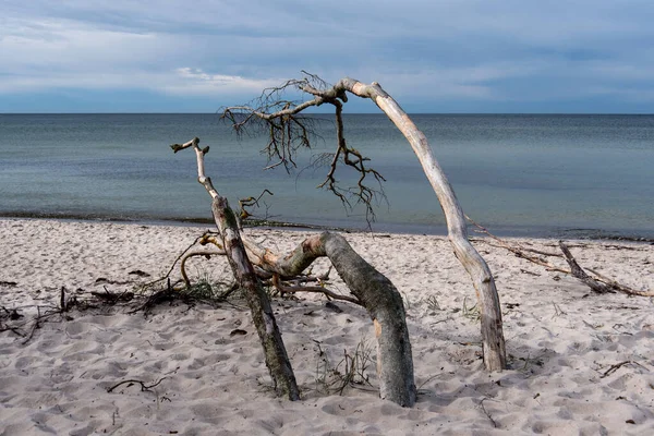 Costa Del Mar Báltico Darss Alemania — Foto de Stock