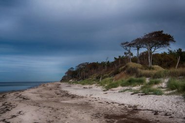 Almanya 'da Darss' ta Baltık kıyıları