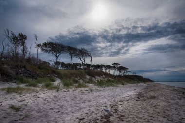 Almanya 'da Darss' ta Baltık kıyıları