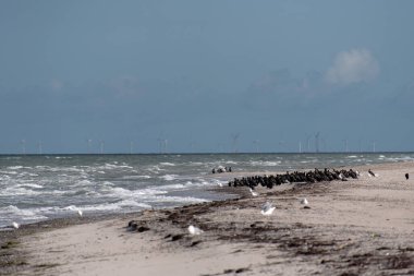 Almanya 'da Darsser Ort' ta deniz kuşları