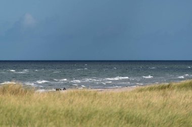 Almanya 'da Darsser Ort' ta deniz kuşları