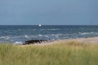 Almanya 'da Darsser Ort' ta deniz kuşları