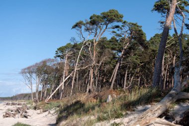 Almanya 'da Darss' ta Baltık kıyıları