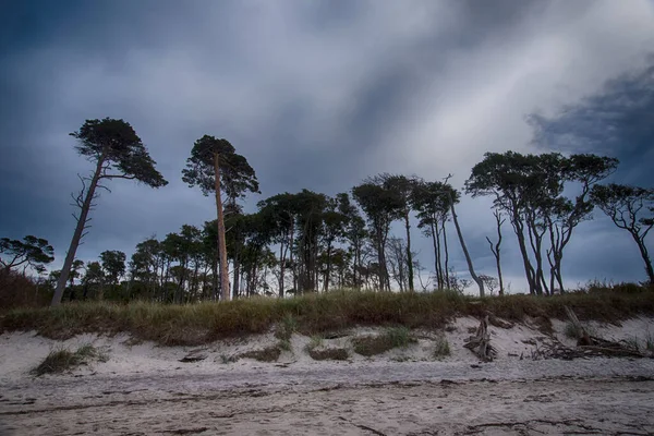 Östersjökusten Vid Darss Tyskland — Stockfoto