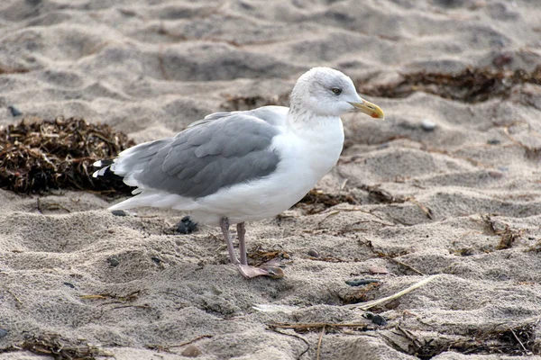 Seagull Baltic Sea Coast Germany — Stock Photo, Image