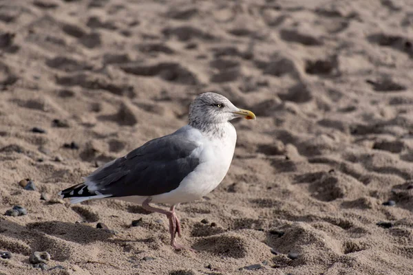 Mouette Sur Côte Baltique Allemagne — Photo