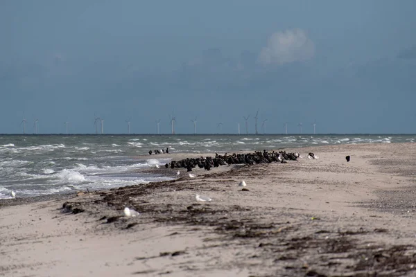 Almanya 'da Darsser Ort' ta deniz kuşları