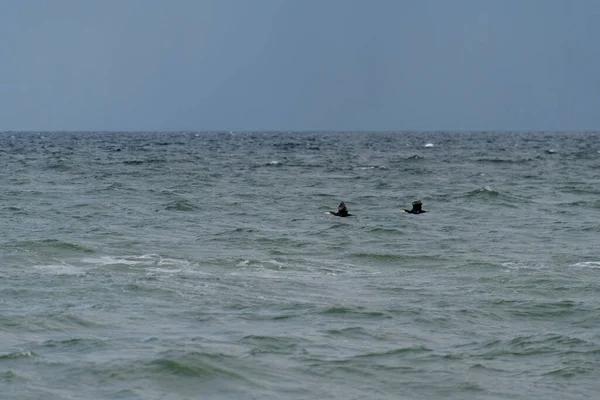 Costa Mar Báltico Darss Alemanha — Fotografia de Stock