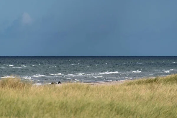 ドイツのDarsser Ortの海の鳥 — ストック写真