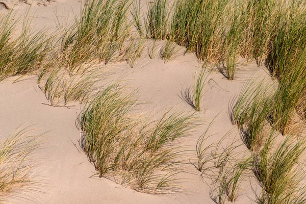 波罗的海有海滩草的沙丘 — 图库照片