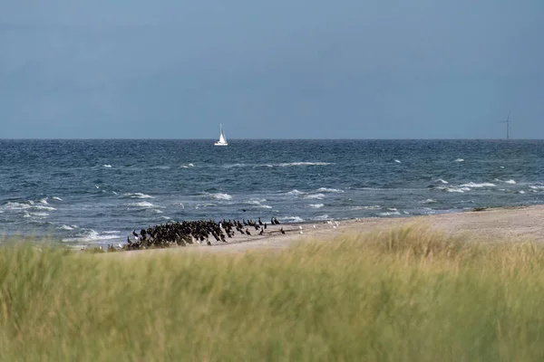 Zeevogels Darsser Ort Duitsland — Stockfoto