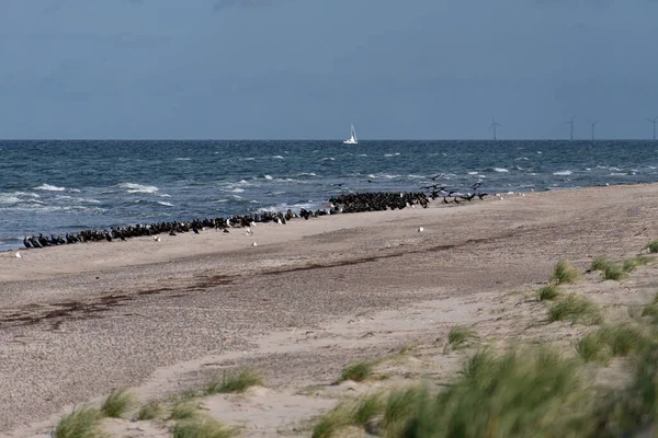 Sea Birds Darsser Ort Germany — Stock Photo, Image