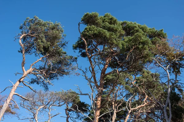Almanya 'da Darss' ta Baltık kıyıları