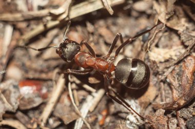 Karınca kendi işlerine devreye girer.