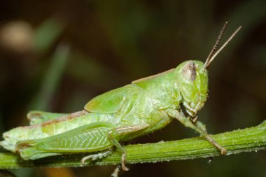 Yeşil çekirge bir dalda oturur.