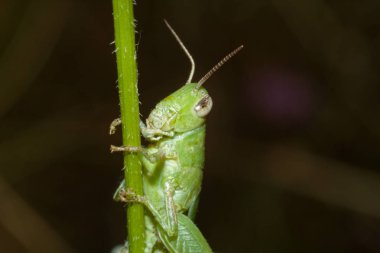 Yeşil çekirge bir dalda oturur.