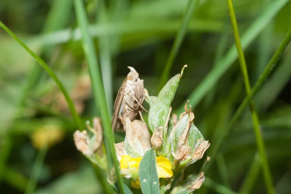 Papillon Papillon Est Assis Sur Une Fleur — Photo