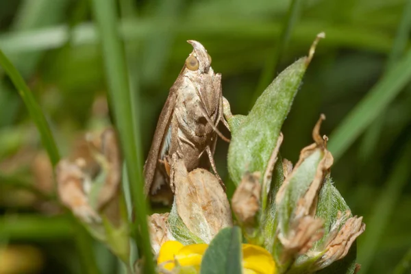 Borboleta Borboleta Senta Uma Flor — Fotografia de Stock