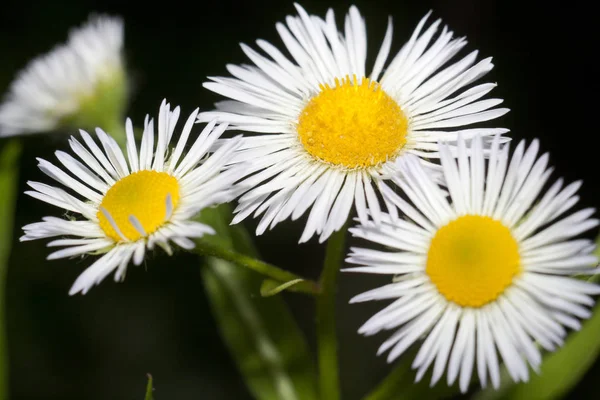 Güzel beyaz papatya çiçeği bir gadget için büyük bir arka plan olduğunu.