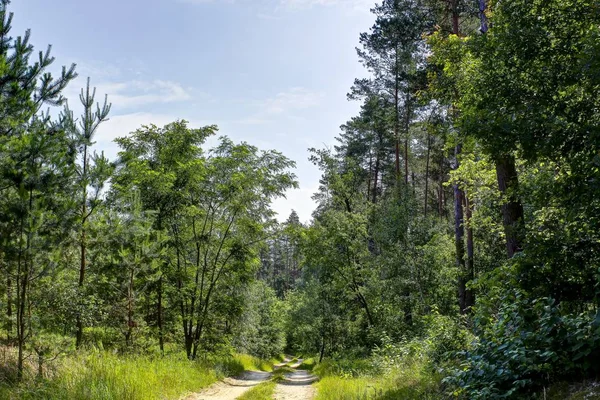 Straße Einem Schönen Wald — Stockfoto