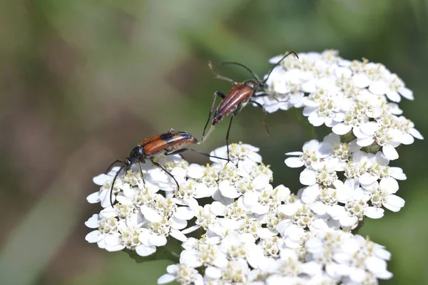 Brown Beetles White Spring — Stock Photo, Image