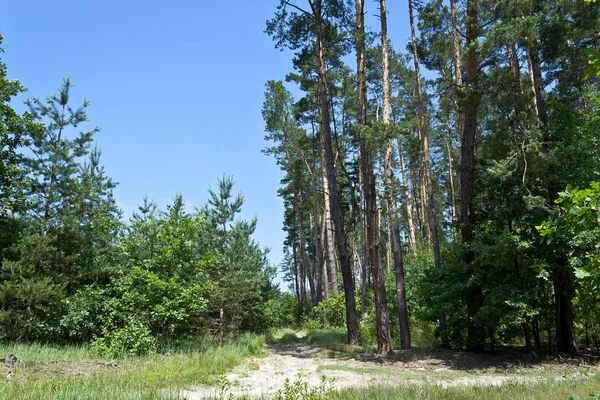 Junge Und Alte Kiefern — Stockfoto