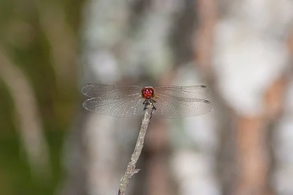 Bir yusufçuk bir dalda oturur.