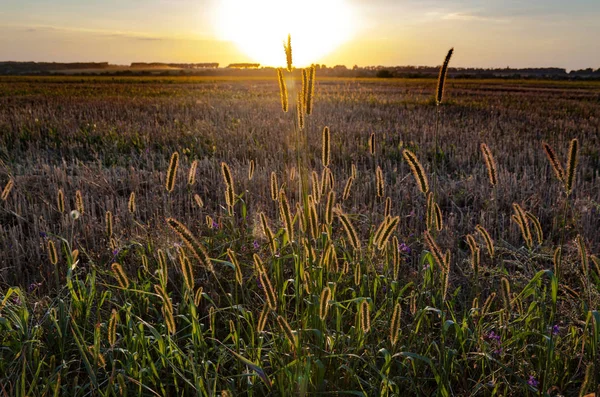 Batan güneşin bir ışıklı yaz alanıdır.