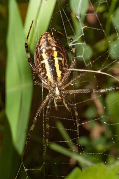 Spider Argopa Brunnicha Espera Víctima Web —  Fotos de Stock