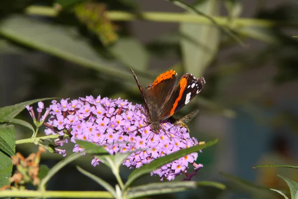 Amiral Papillon Sur Une Belle Fleur — Photo