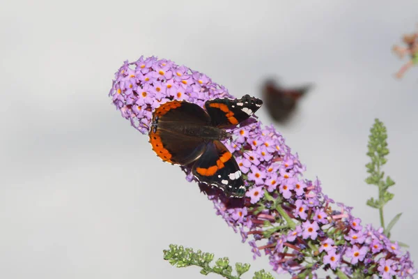 Amiral Papillon Sur Une Belle Fleur — Photo