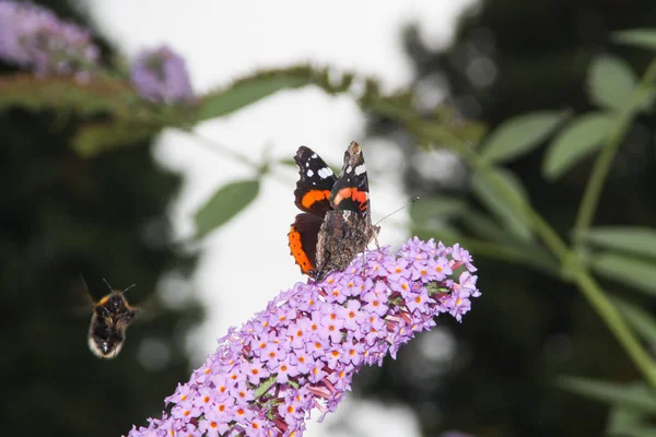 Güzel bir çiçek kelebek Amiral.